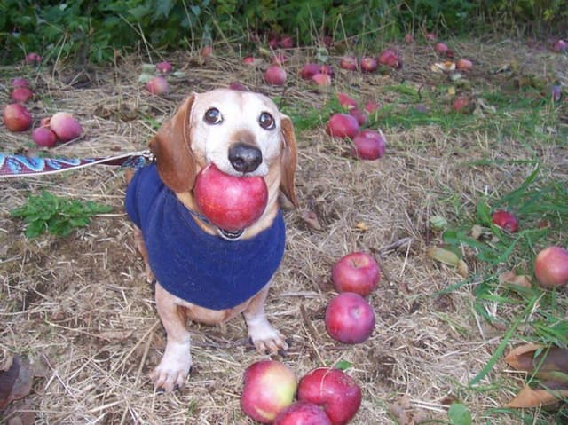 picture of apple dog